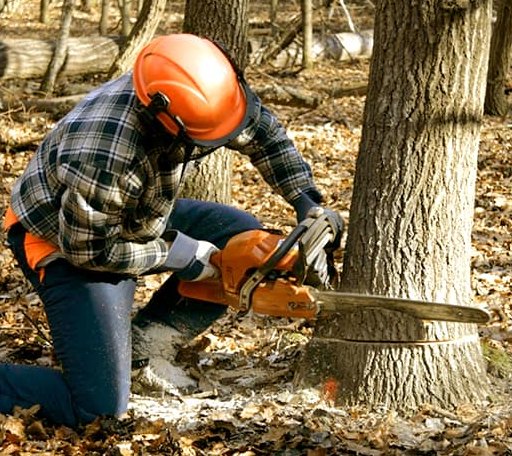 Tree Removal in Kingston, WI